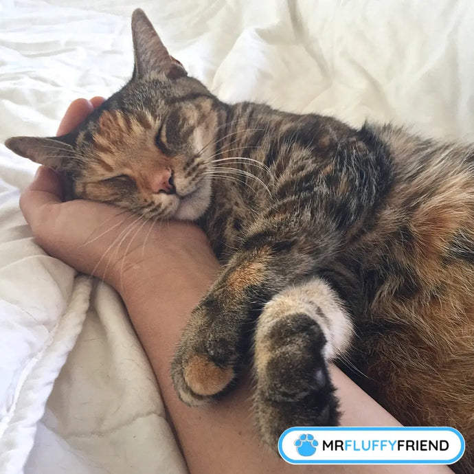 Pourquoi mon chat dort-il dans mon lit ?