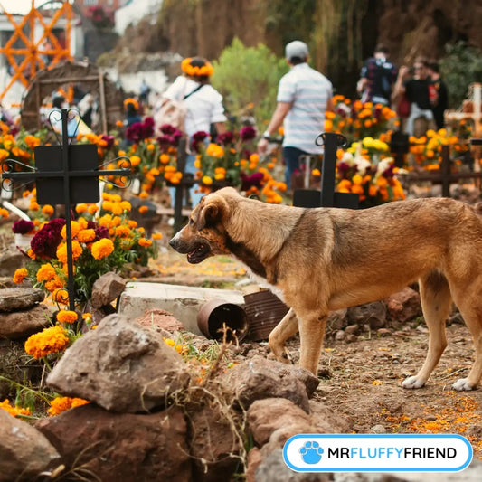Image à la une pour le blog "La Toussaint et nos animaux : conseils pour un long week-end en toute sécurité", montrant un chien se promenant parmi des fleurs de souci colorées et des tombes dans un cimetière