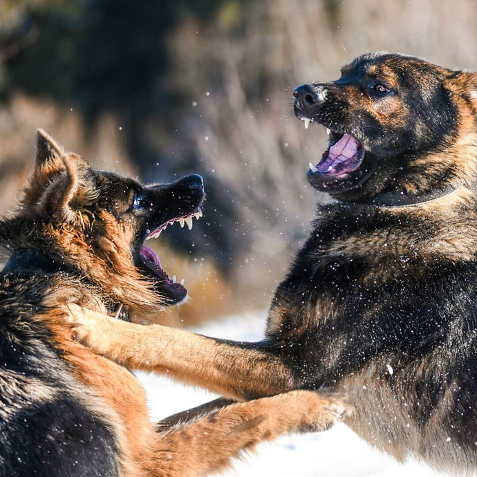 Comment Gérer Les Races de Chiens Jaloux