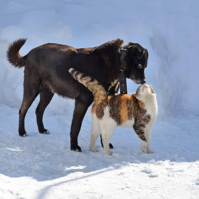 Comment Garder vos Animaux au Chaud en Hiver