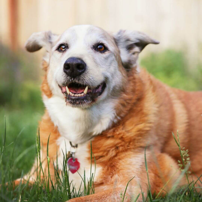 Conseils Simples Pour Améliorer la Vie de Votre Animal de Compagnie Âgé